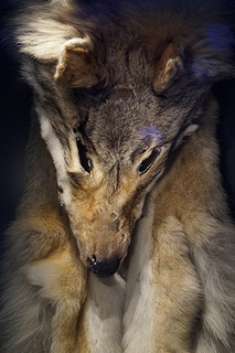 skinwalker wolf